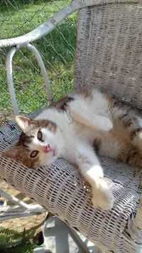 Comme Un Pacha (pension Pour Chat)