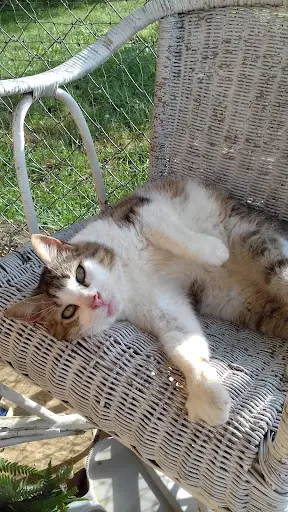 Comme Un Pacha (pension Pour Chat)