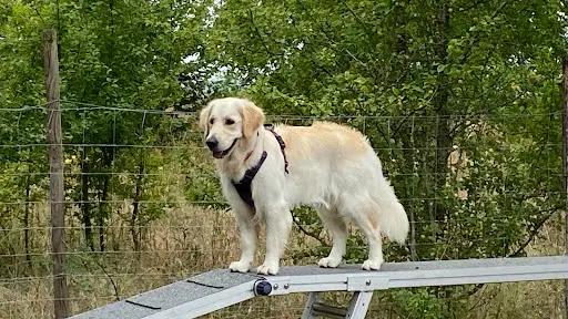 Canis Connexion