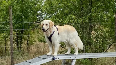 Canis Connexion