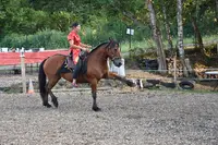 Équin Ox