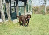 Rencontrer Son Chien - Éducateur Canin - Pension Canine
