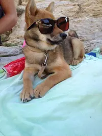 Mon Chien Mon Ami - Éducateur Canin Saint Cloud Boulogne-billancourt