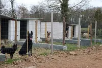 Arts Canins