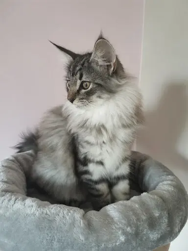 Chatterie des Plumes Salées