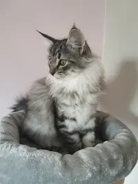 Chatterie des Plumes Salées
