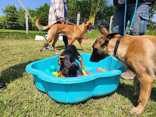 Club les Corsaires Canins