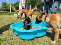 Club les Corsaires Canins