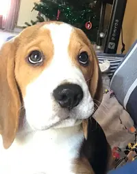 Élevage Canin du Fil de l'Évidence