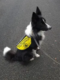 Eliot & Co | Éducation Canine