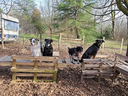 Pôle Canin Geoffrey Delage