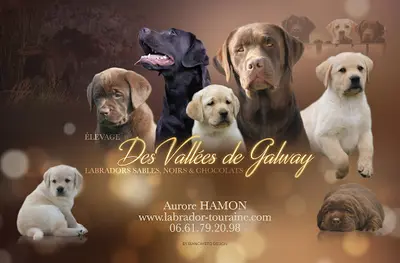 Labradors des Vallées de Galway
