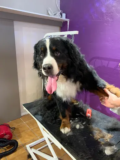 Salon de Toilettage