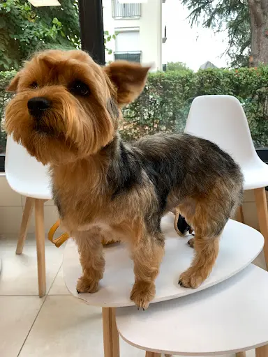Le Chien Beaute
