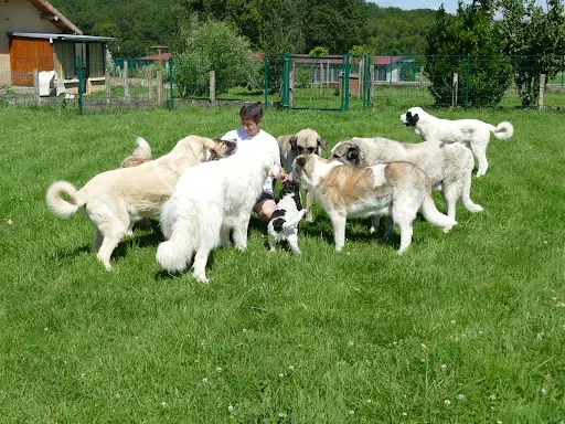 Glade S Light - Coach en Éducation et Comportement Canin