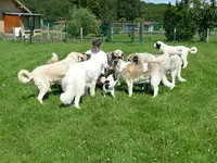 Glade S Light - Coach en Éducation et Comportement Canin