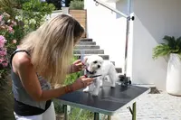 Anne Toilettage Bien-être À Domicile