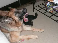 Educateur Canin Comportementaliste + Communication Animale