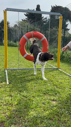Educateur Canin la Main Dans la Patte
