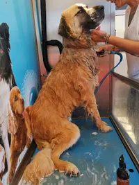 The Dog Wash Saint-cyr-sur-mer