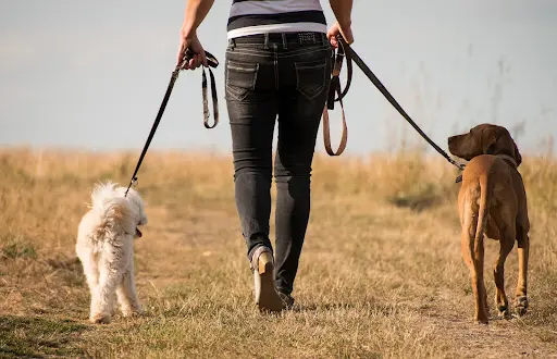 Isis Educ Pro - Educateur Comportementaliste Canin