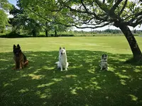 Club Canin de Saint Denis de Pile