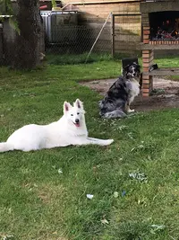 Dog’s Institut Éducateur Canin Comportementaliste