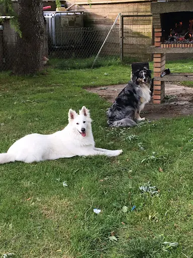 Dog’s Institut Éducateur Canin Comportementaliste