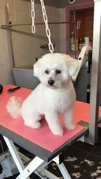 Dog Seduction