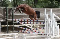 Haras des Lyres
