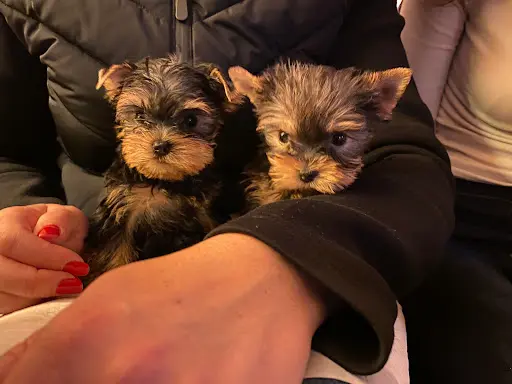 Magicstar : Éleveur de Chiots Yorkshire - Caniche (île de France)