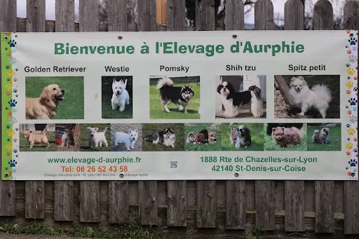 Elevage d'Aurphie - Westie, Golden Retriever, Pomsky, Spitz Petit, Shih Tzu.