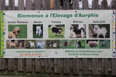 Elevage d'Aurphie - Westie, Golden Retriever, Pomsky, Spitz Petit, Shih Tzu.