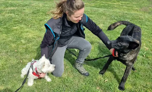 Sweet m'Dogs - Educateur et Comportementaliste Canin À St Symphorien sur Coise, Entre Mornant, Feurs et Saint-etienne