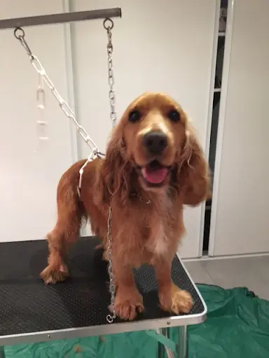 Cath § Dog - Toilettage À Domicile