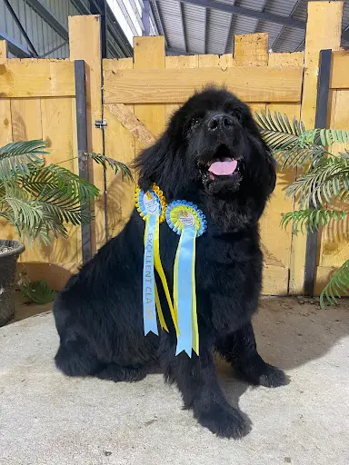 Élevage de Terre Neuve et Pension Canine du Domaine des Ours Noirs