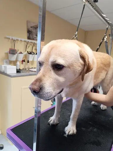 Des Idées de Chiens