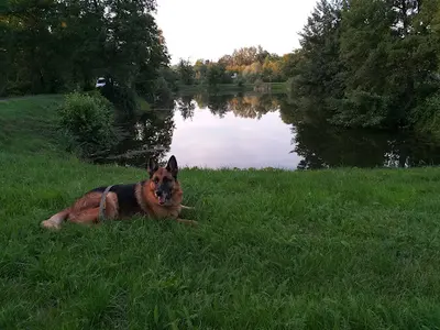 Club Canin Déodatien