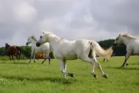Centre Equestre de Saint Dizier