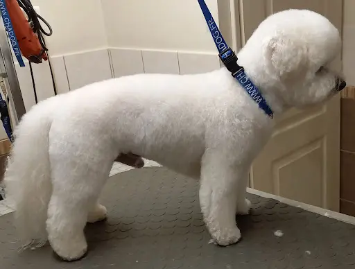 Toilettage : aux Petits Compagnons