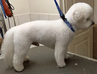 Toilettage : aux Petits Compagnons