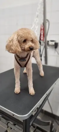 Dog Attitude