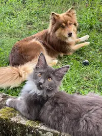 Les Ptits Lions d'Or