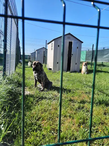 Dogs And Cats Lodges - Pension Canine et Féline / Comportementaliste Animalier