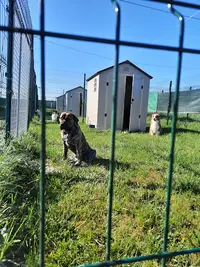 Dogs And Cats Lodges - Pension Canine et Féline / Comportementaliste Animalier