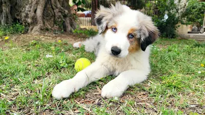Berger Australien et Berger Allemand