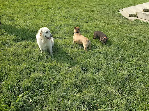 Canis Patronum