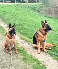 Educateur Canin "parler Chien"