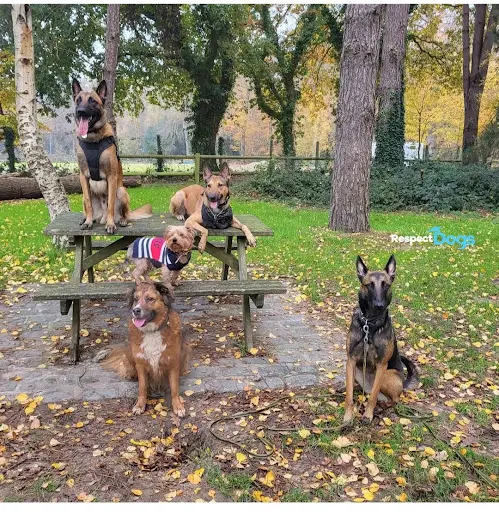 Éducateur Canin Saint-étienne Respectdogs