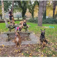 Éducateur Canin Saint-étienne Respectdogs